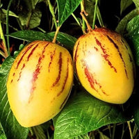 Pepino Solanum Muricatum Seeds  Ideal for Planting in Gardens & Containers