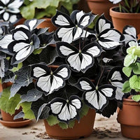 Black White Coleus Flower seeds for Planting Perfect for Borders Heirloom & GMO Free Seeds for Home Garden