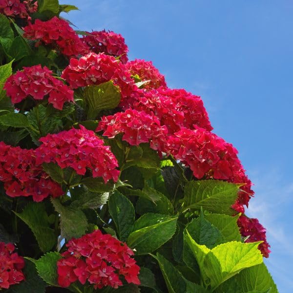 Red Baron Hydrangea Flower seeds for Planting - Premium Quality, Heirloom & GMO Free Seeds for Home Garden
