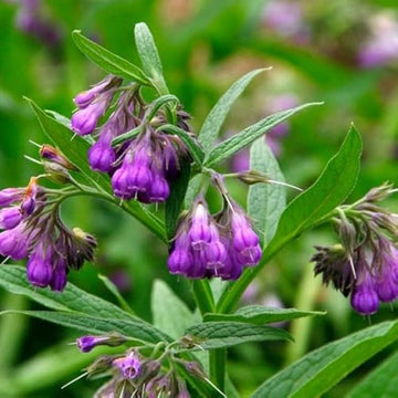 Violet Symphytum Flower seeds for Planting - Drought Tolerant, Heirloom & GMO Free Seeds for Home Garden