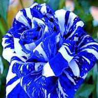 Tiger stripe blue Rose Flower seeds for Planting Perfect for Borders Heirloom & GMO Free Seeds for Home Garden