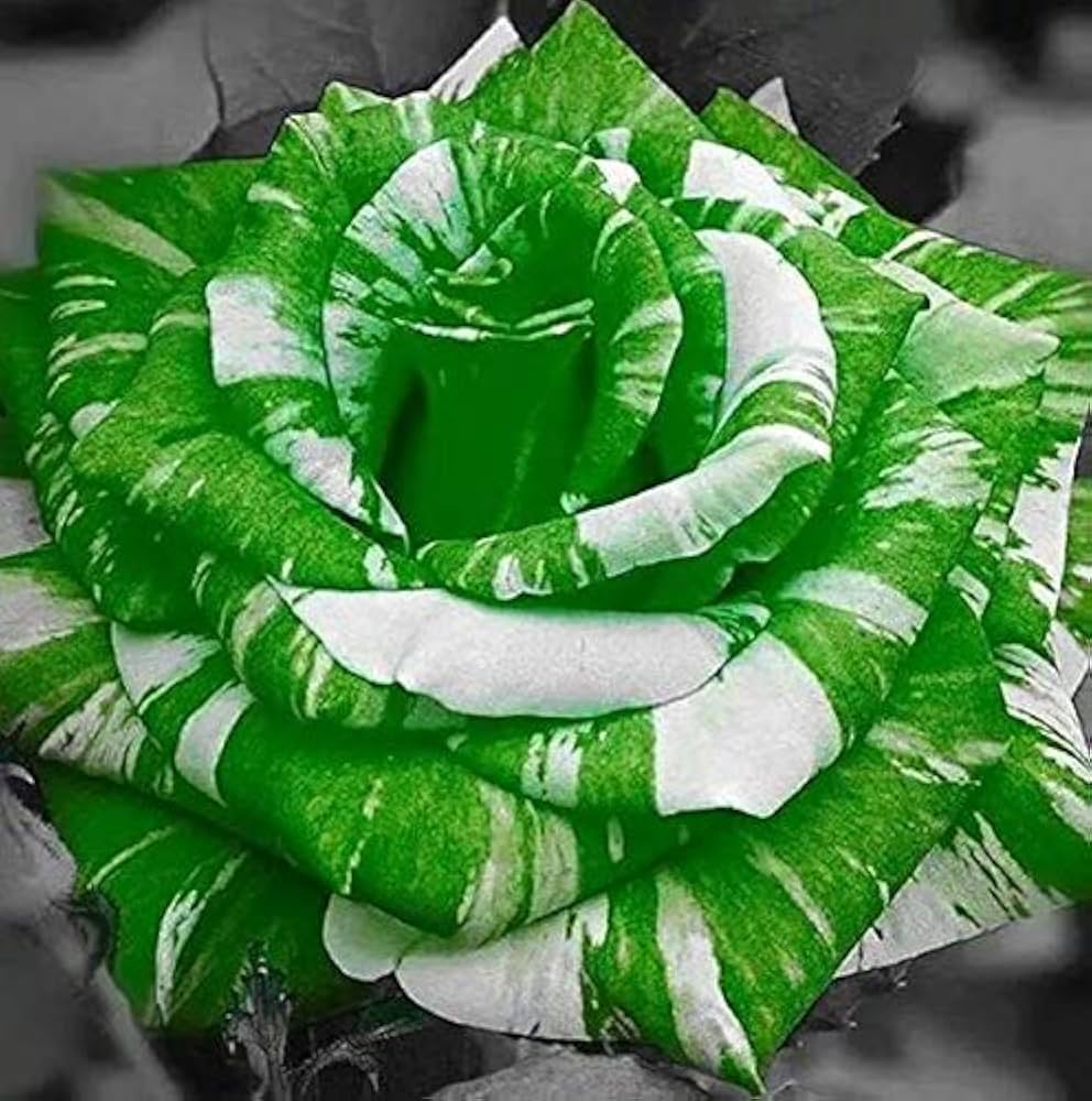 White Green Rose Flower Seeds for Planting – Heirloom, Non-GMO, Hardy Garden Variety Seeds