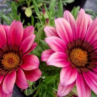 Pink Gazania Rigens Flower seeds for Planting - Easy to Grow, Heirloom & GMO Free Seeds for Home Garden
