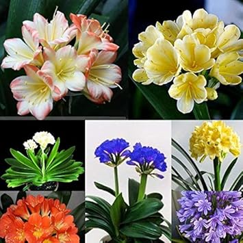 100 Pcs