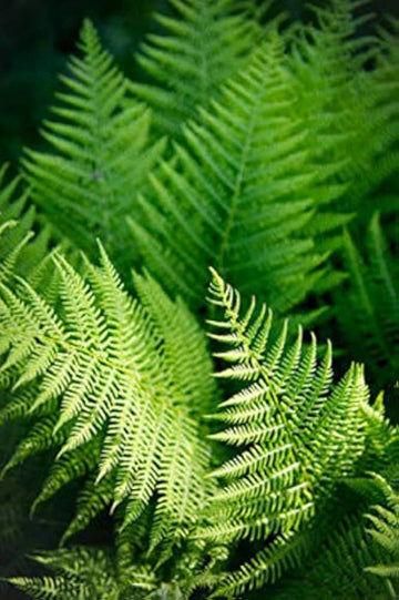 Green Fern for Planting heirloom & NonGMO Seeds Hardy Variety Heirloom & GMO Free Seeds for Home Garden
 
 Sale