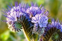 Purple Phacelia Flower seeds for Planting - Garden Favorite, Heirloom & GMO Free Seeds for Home Garden
 
 Sale for planting in home garden.