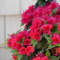 Red Azalea Flower Seeds for Planting Easy to Grow Heirloom & GMO Free Seeds for Home Garden
 
 Sale