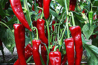 Salkim Biber Chile Pepper Planting Seeds