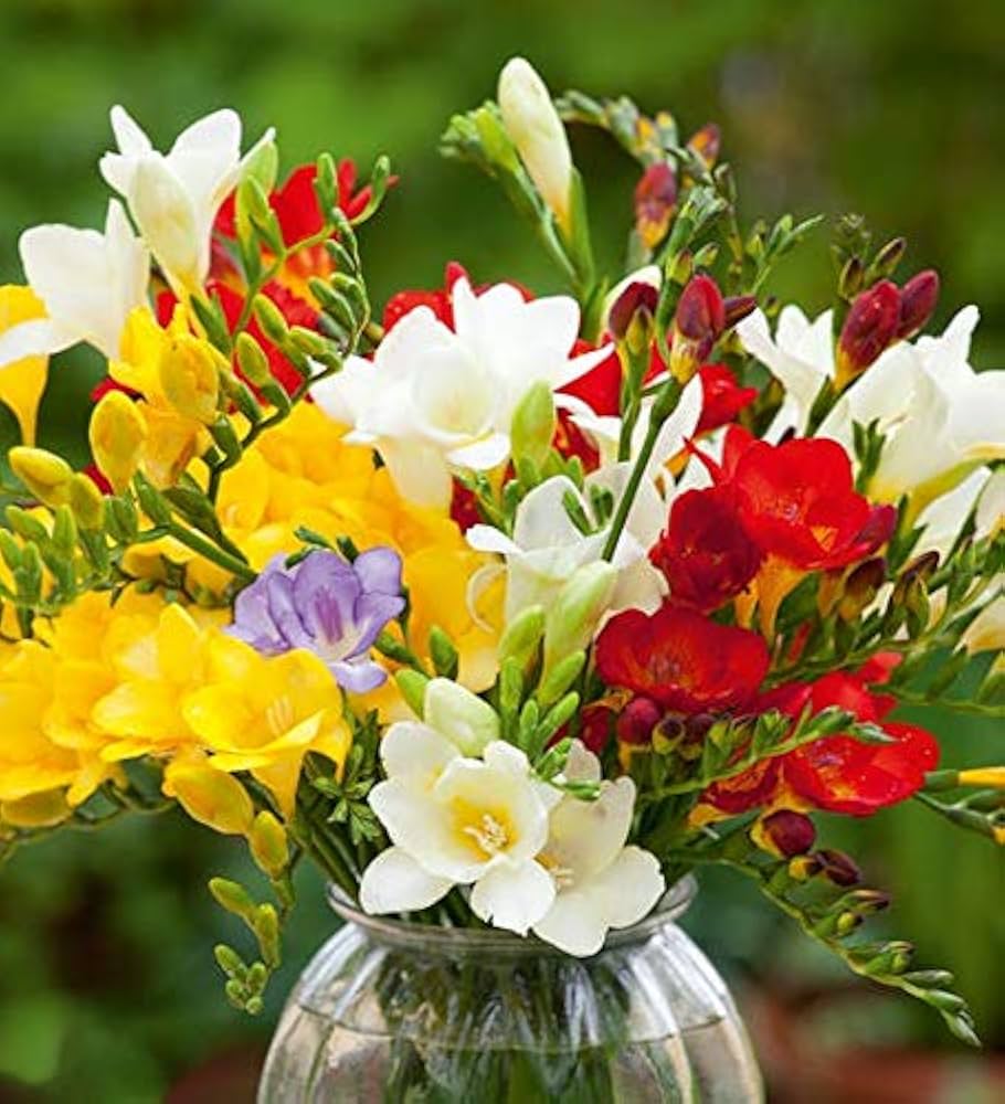 Mixed Freesias Flower seeds for Planting - Garden Favorite, Heirloom & GMO Free Seeds for Home Garden