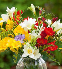 Mixed Freesias Flower seeds for Planting - Garden Favorite, Heirloom & GMO Free Seeds for Home Garden