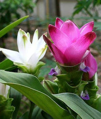 Purple Curcuma Flower seeds for Planting - Cut Flower Favorite, Heirloom & GMO Free Seeds for Home Garden