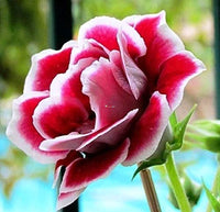 White Maroon Gloxinia Flower seeds for Planting Sun Loving Heirloom & GMO Free Seeds for Home Garden 
 
 Sale