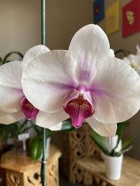 Phalaenopsis Orchid Flower seeds for Planting Seasonal Bloomer Heirloom & GMO Free Seeds for Home Garden