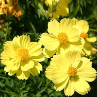 Cosmos Yellow Sunshine Seeds for Planting flower bed