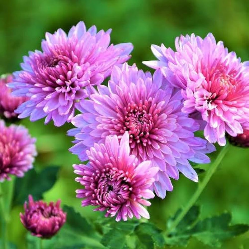 Crucianella Flower seeds for Planting - Premium Quality, Heirloom & GMO Free Seeds for Home Garden