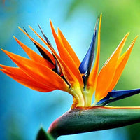 Orange Violet Strelitzia Flower seeds for Planting - Compact Growth, Heirloom & GMO Free Seeds for Home Garden