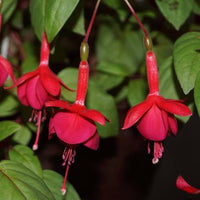 Fuchsia Flower Seeds for Planting - Vibrant Red Annuals for Your Garden