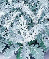 Dusty Miller Silverdust Senecio cineraria Seeds for Planting border garden flower bed