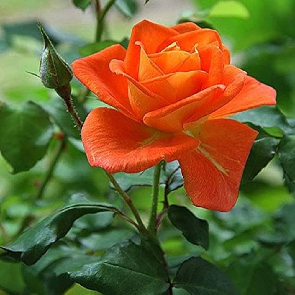 Dark Orange Rose Flower seeds for Planting - Vibrant Colors, Heirloom & GMO Free Seeds for Home Garden