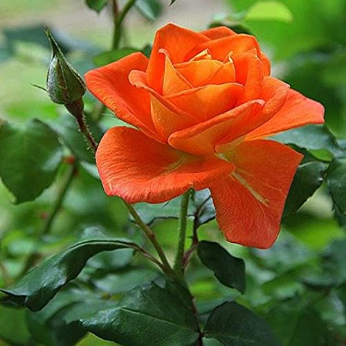 Dark Orange Rose Flower seeds for Planting - Vibrant Colors, Heirloom & GMO Free Seeds for Home Garden