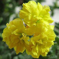 Yellow Geranium Pelargonium Flower Seeds for Planting Cottage Garden Essential Heirloom & GMO Free Seeds for Home Garden
 
 Sale
