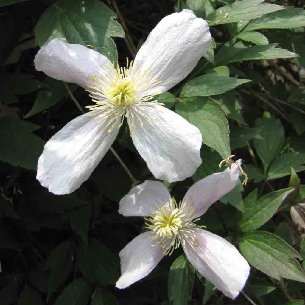 White Clematis Flower seeds for Planting - Compact Growth, Heirloom & GMO Free Seeds for Home Garden
 
 Sale seeds for home garden