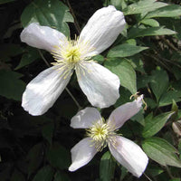 White Clematis Flower seeds for Planting - Compact Growth, Heirloom & GMO Free Seeds for Home Garden
 
 Sale seeds for home garden