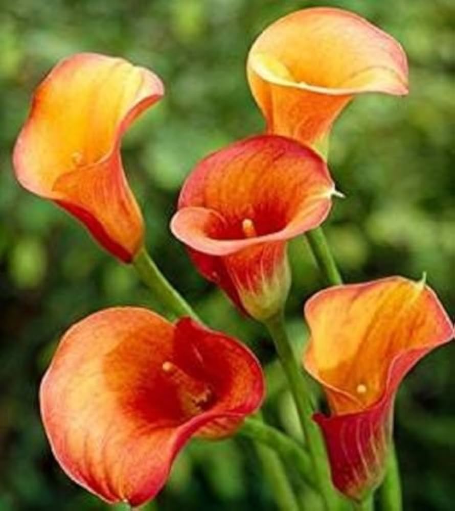 Calla Flower Seeds Red Yellow Flower seeds for Planting - Easy to Grow, Heirloom & GMO Free Seeds for Home Garden