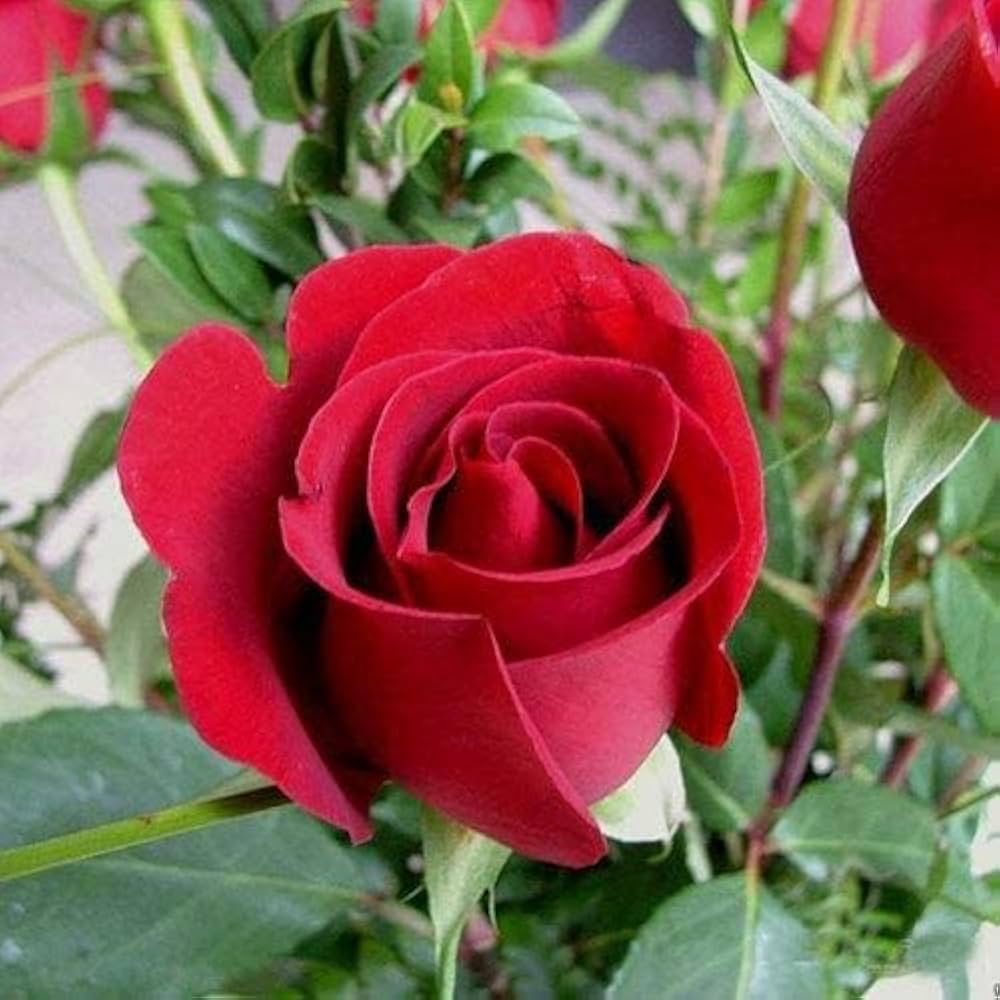 Rose Flower seeds for Planting - Pollinator Friendly, Heirloom & GMO Free Seeds for Home Garden