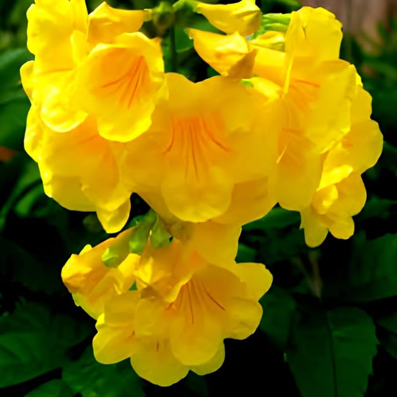 Nuevos Flower seeds for Planting - Garden Favorite, Heirloom & GMO Free Seeds for Home Garden