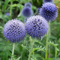 Echinops Ritro Flower seeds for Planting Perfect for Borders Heirloom & GMO Free Seeds for Home Garden 
 
 Sale