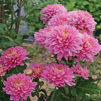Rare Pink Chrysanthemum Flower seeds for Planting - Drought Tolerant, Heirloom & GMO Free Seeds for Home Garden