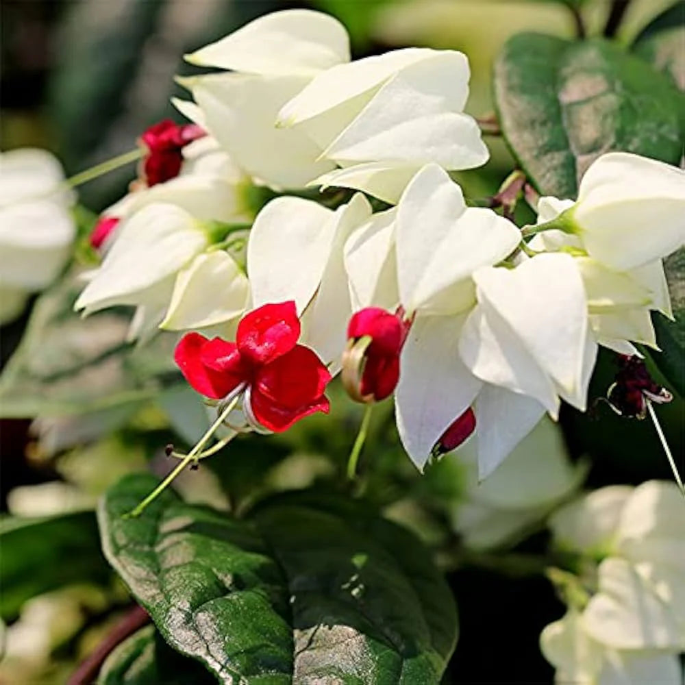 White Red Clerodendrum Thomsonii Flower Planting - Seed for Striking Blooms and Lush Growth in Your Garden