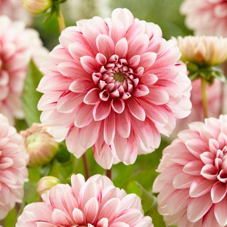 Cream Dahlia Flower Seeds for Planting Hardy Variety Heirloom & GMO Free Seeds for Home Garden
 
 Sale