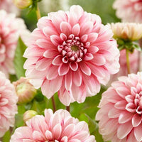 Cream Dahlia Flower Seeds for Planting Hardy Variety Heirloom & GMO Free Seeds for Home Garden
 
 Sale