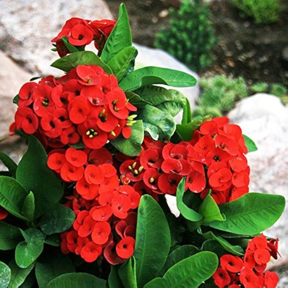 Red Succulent Flower Seeds for Planting – Easy to Grow Heirloom & NonGMO Seeds for Home Garden
 
 Sale
