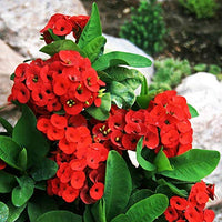 Euphorbia Flower seeds for Planting Low Maintenance Heirloom & GMO Free Seeds for Home Garden