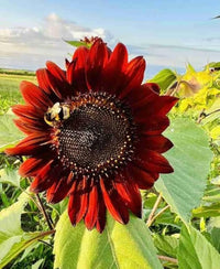 Roter Sonnenhut Seeds – American Heirloom Wildflower for Bees & Butterflies