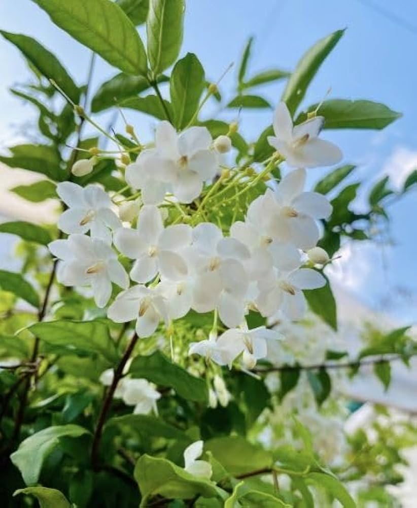 White Mok Flower seeds for Planting - Hardy Variety, Heirloom & GMO Free Seeds for Home Garden