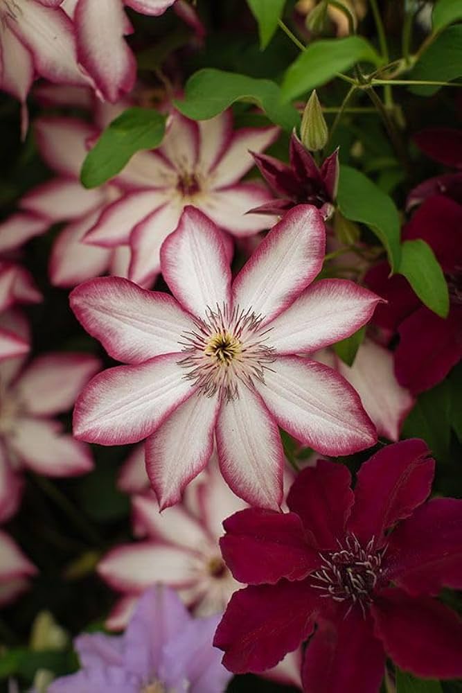 Red White Clematis Flower seeds for Planting Bright Blooms Heirloom & GMO Free Seeds for Home Garden