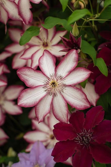 Red White Clematis Flower seeds for Planting Bright Blooms Heirloom & GMO Free Seeds for Home Garden