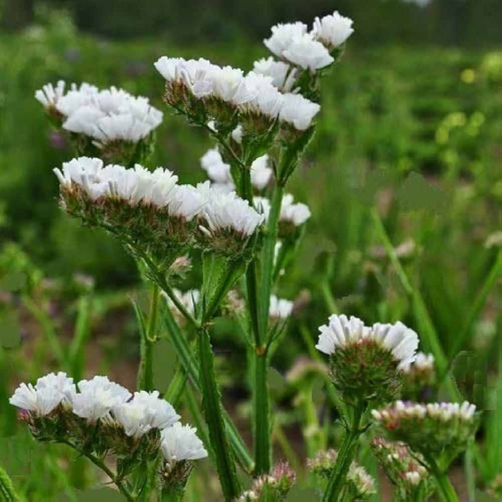 White Statice Flower seeds for Planting - Garden Favorite, Heirloom & GMO Free Seeds for Home Garden