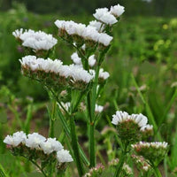 White Statice Flower seeds for Planting - Garden Favorite, Heirloom & GMO Free Seeds for Home Garden
