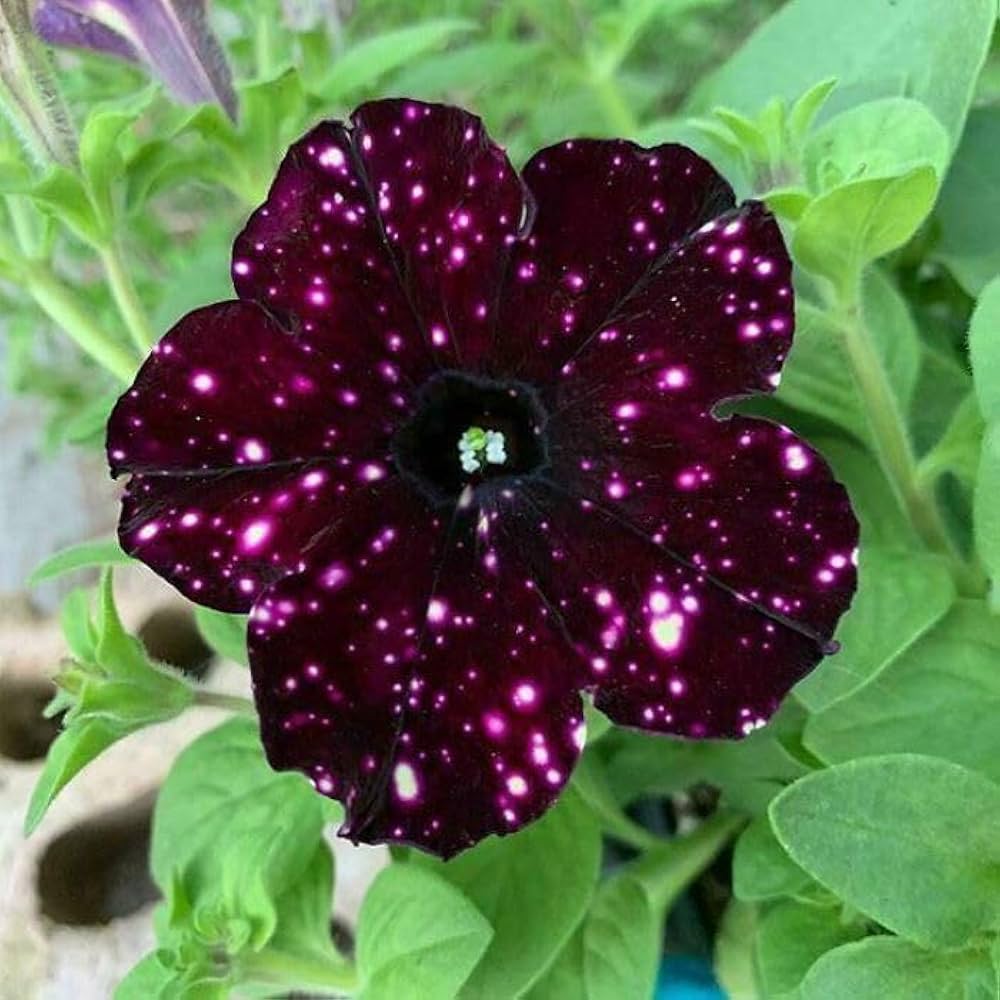 White & Maroon Petunia Flower seeds for Planting - Easy to Grow, Heirloom & GMO Free Seeds for Home Garden