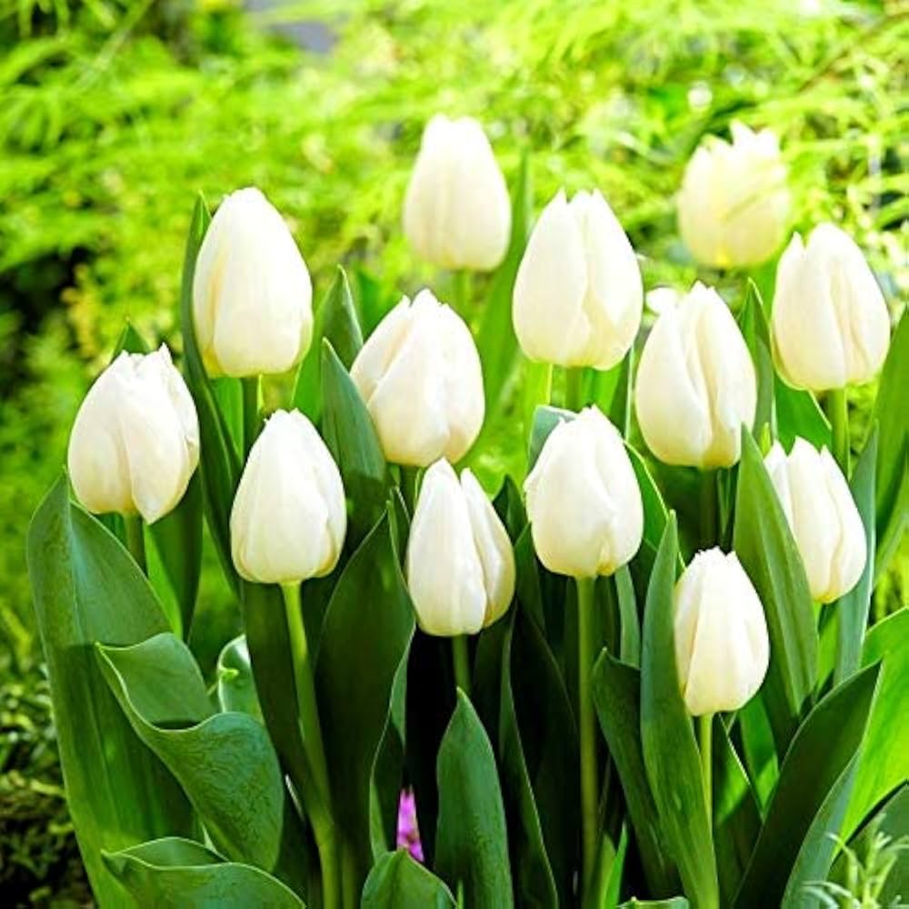 White Tulip Flower seeds for Planting Drought Tolerant Heirloom & GMO Free Seeds for Home Garden