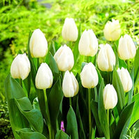 Tulip Petals Flower seeds for Planting Compact Growth Heirloom & GMO Free Seeds for Home Garden 
 
 Sale