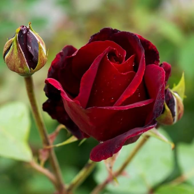 Rose Flower seeds for Planting - Pollinator Friendly, Heirloom & GMO Free Seeds for Home Garden
 
 Sale for planting in home garden