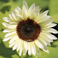 Cream Sunflower Flower seeds for Planting - Fragrant Blossoms, Heirloom & GMO Free Seeds for Home Garden