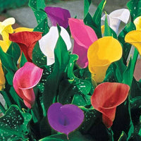 Multiple Colors Calla Lily Seeds for Beautiful, Elegant Flower Blooms