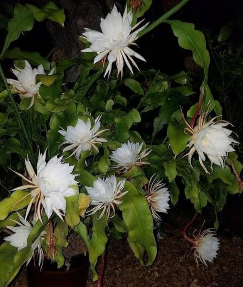 Cereus Flower seeds for Planting - Perfect for Borders, Heirloom & GMO Free Seeds for Home Garden